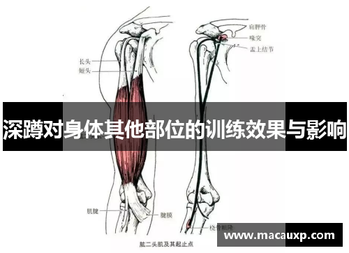 深蹲对身体其他部位的训练效果与影响